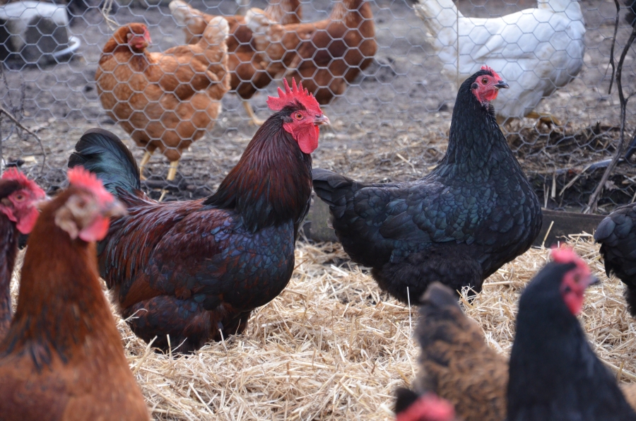 healthy well maintained chicken will moult late and come back into full egg production sooner 