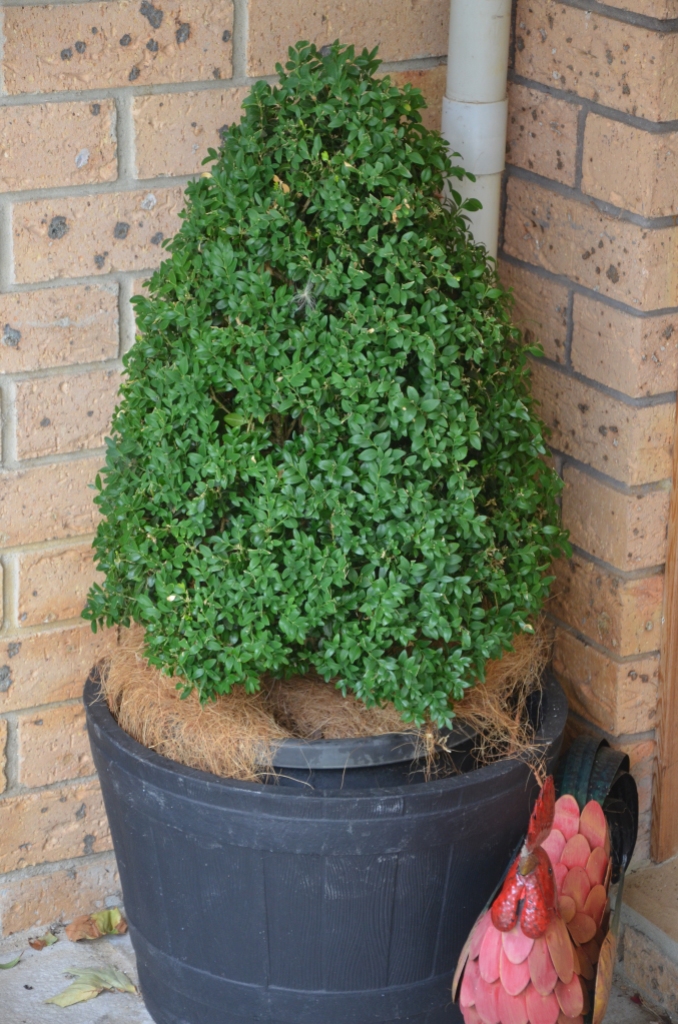 A shaped Buxus makes a great Christmas tree
