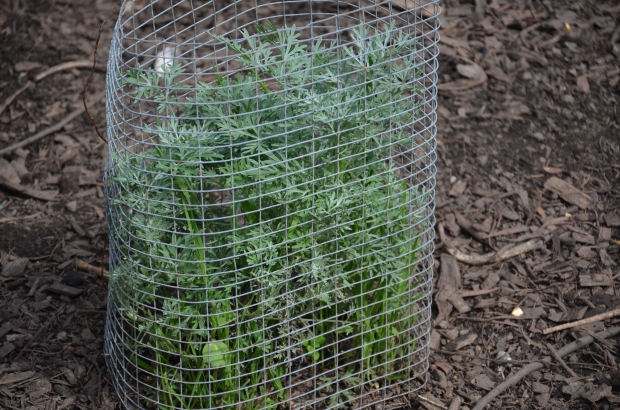 wormwood planted in a wire cage