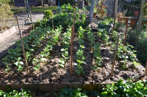 broad beans no dig garden beans growing broad beans gardening in my garden bean